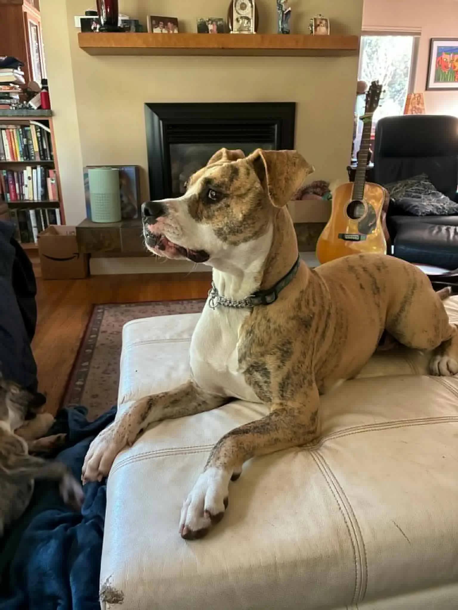 Daisy, an adoptable American Bully in Abbotsford, BC, V3G 2L5 | Photo Image 3