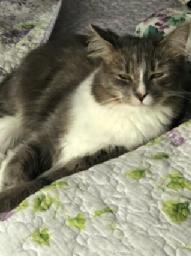 Holly, Young Female Domestic Long Hair