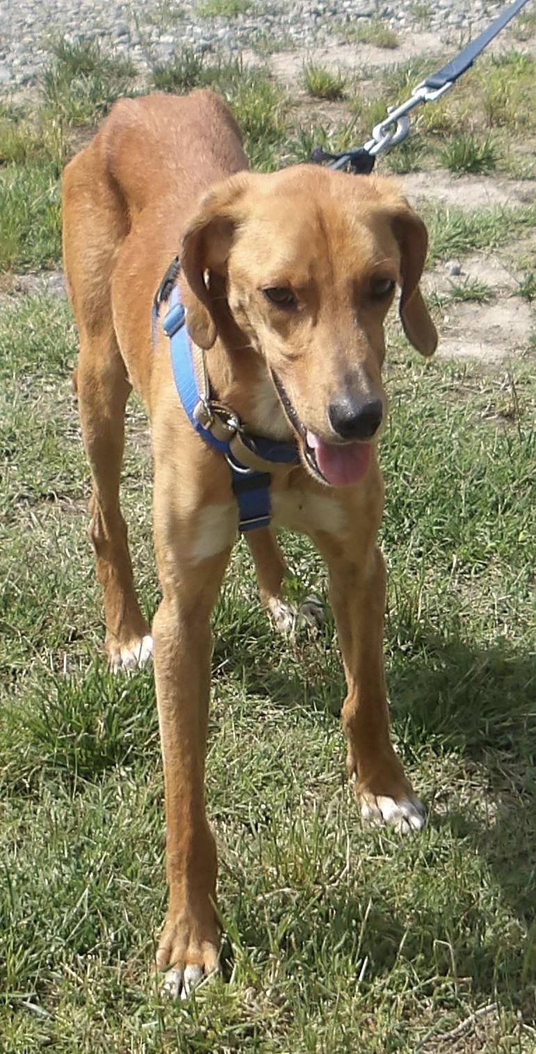 T-bone, a ADOPTABLE Hound in Gloucester, VA image 3/5