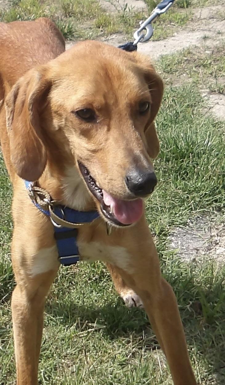 T-bone, a ADOPTABLE Hound in Gloucester, VA image 2/5