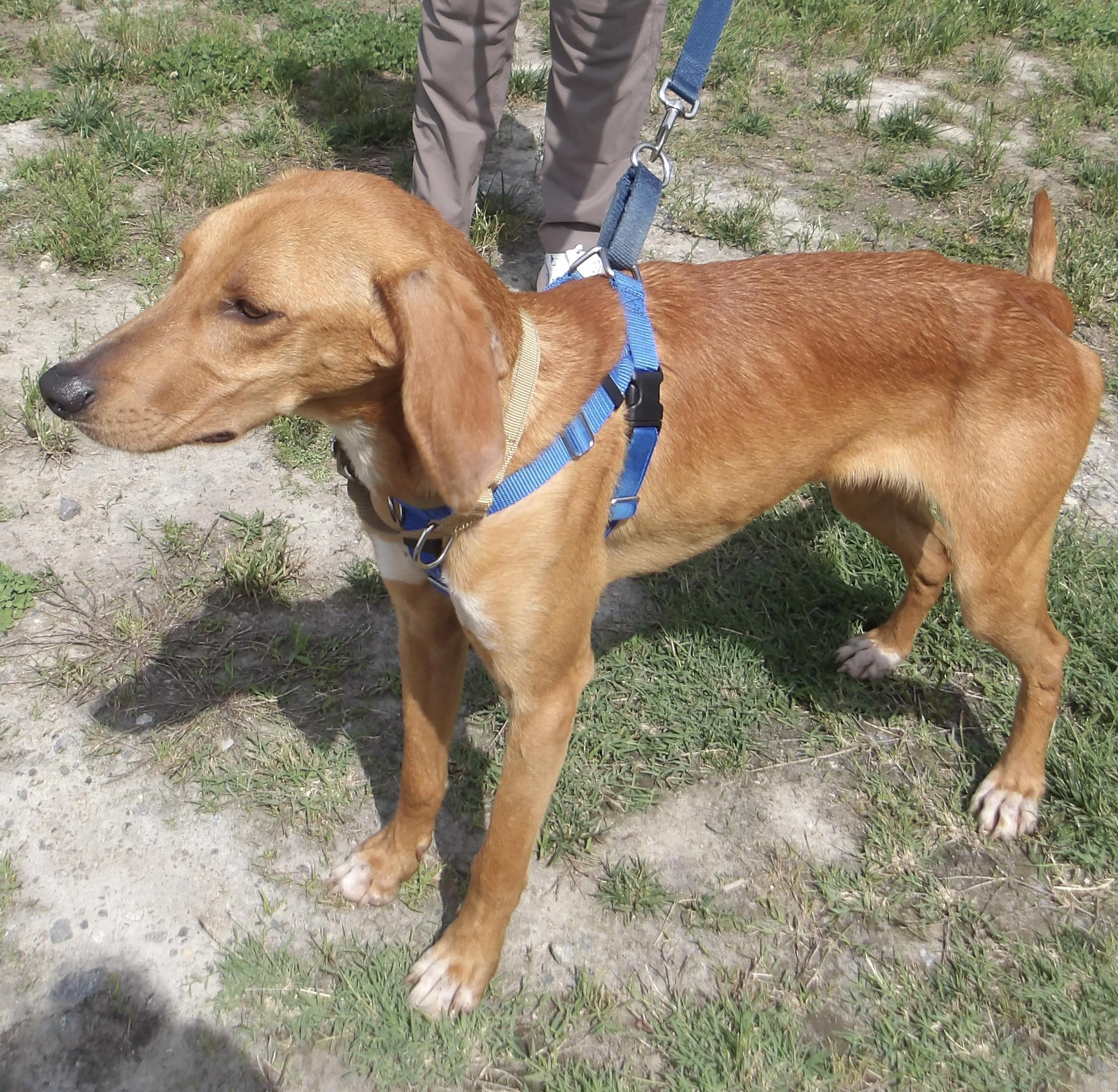 T-bone, a ADOPTABLE Hound in Gloucester, VA image 4/5