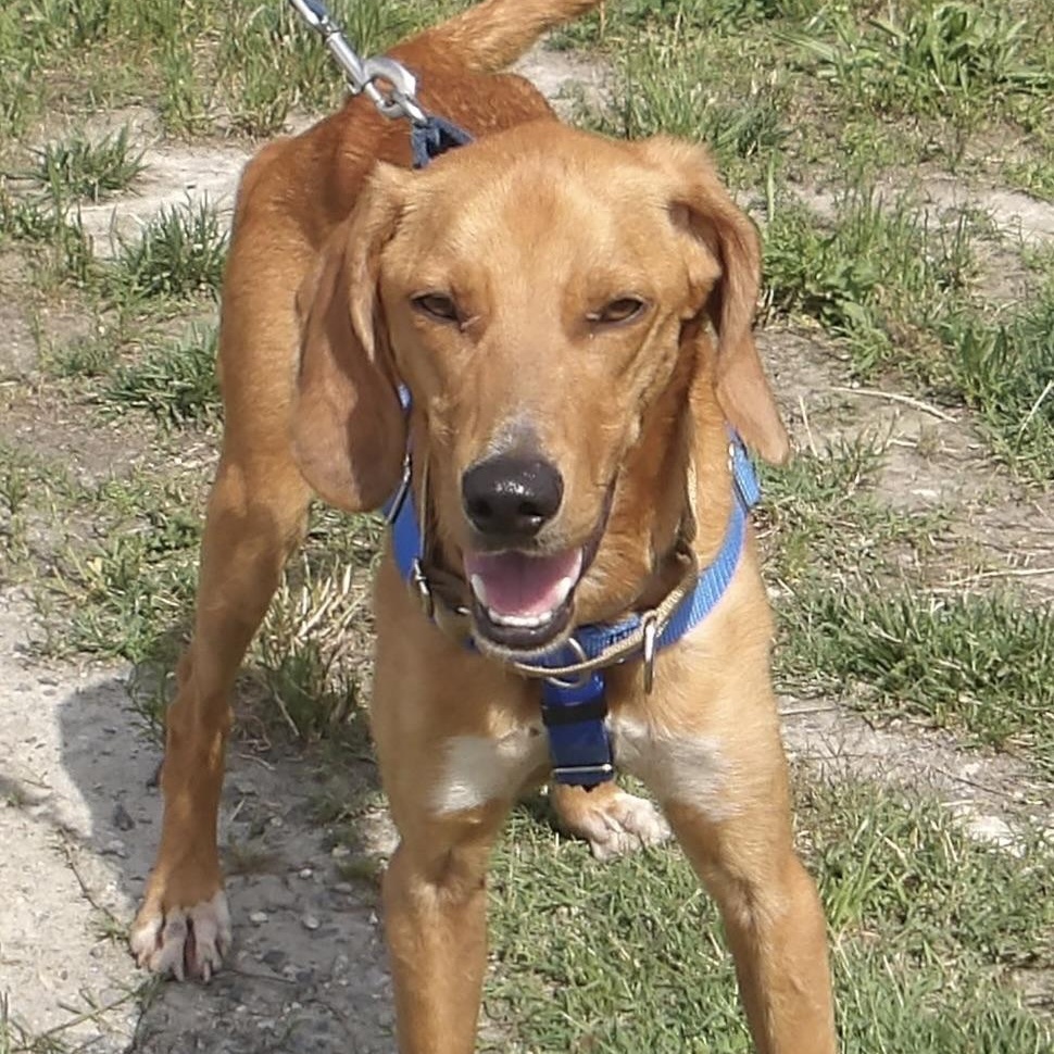 T-bone, ADOPTABLE, Young Male Hound.