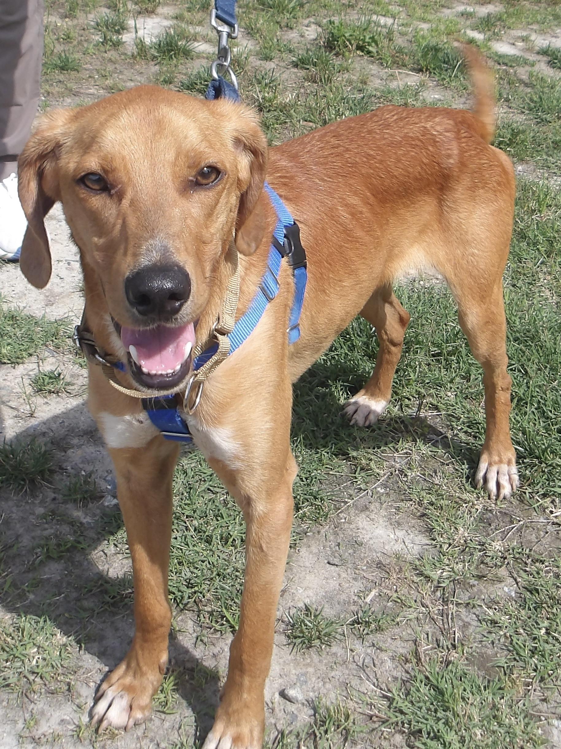 T-bone, a ADOPTABLE Hound in Gloucester, VA image 5/5
