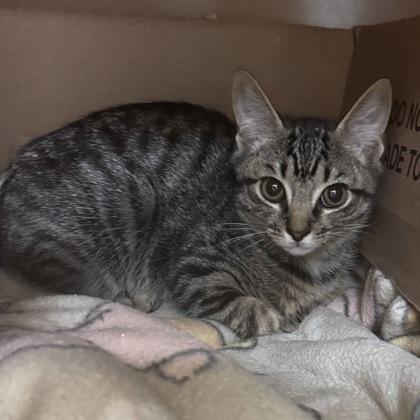 Puff -Fee sponsored, To be adopted w/bro, Scruff, Adoptable, Kitten Male Domestic Short Hair & Domestic Short Hair.