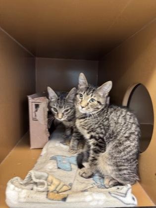 Enlarge Puff -Fee sponsored, To be adopted w/bro, Scruff, a Adoptable mixed breed in Seneca, SC image 2/3