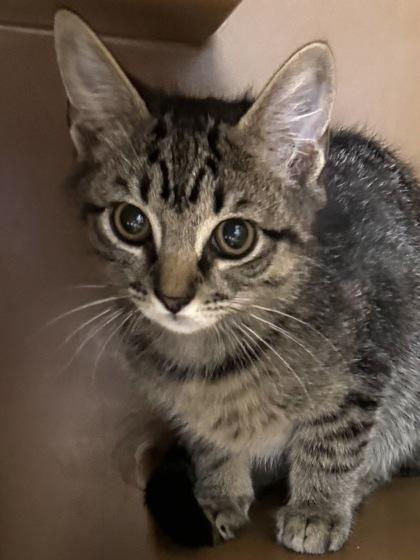Enlarge Puff -Fee sponsored, To be adopted w/bro, Scruff, a Adoptable mixed breed in Seneca, SC image 3/3