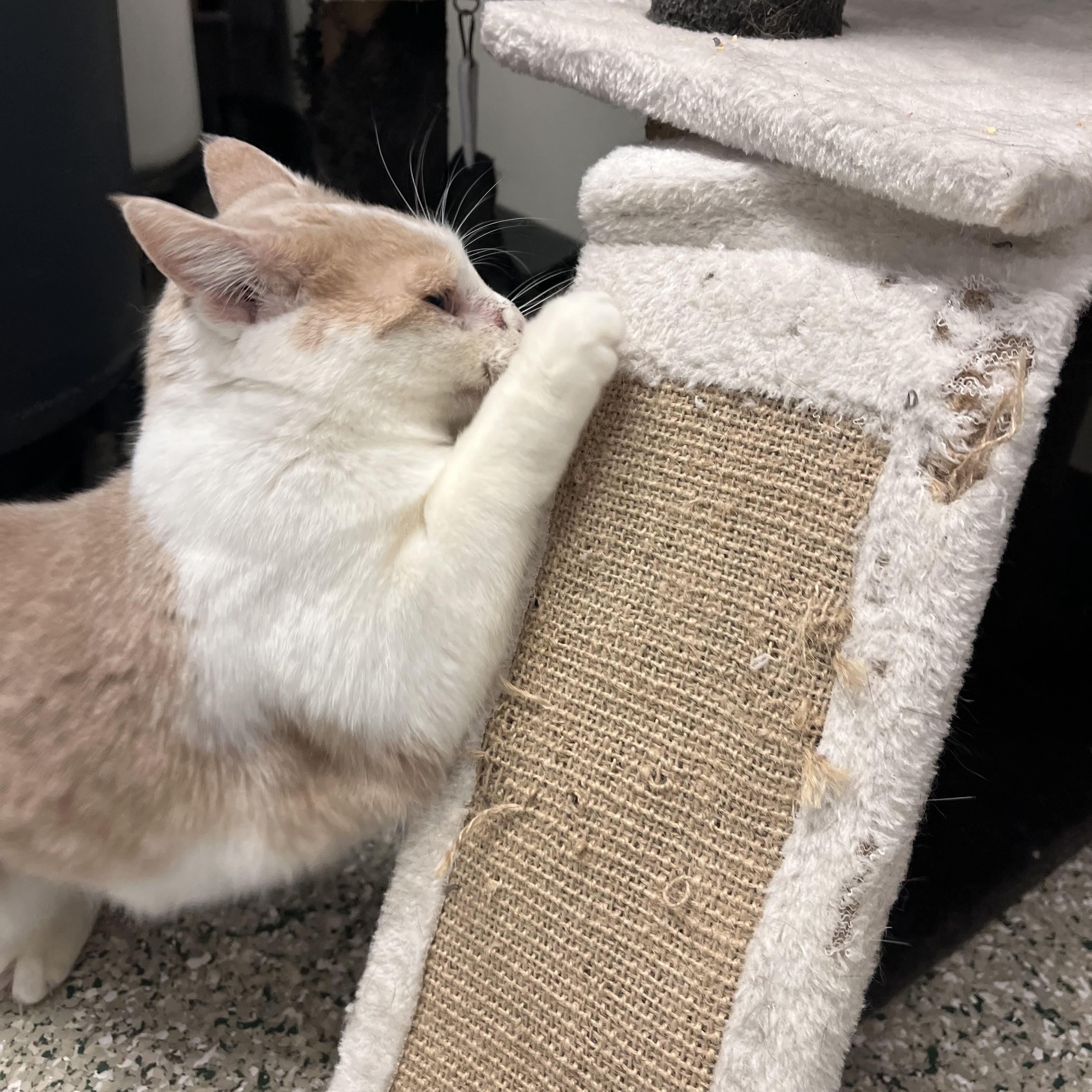 Enlarge Marnie, a Adoptable mixed breed in Cedar Rapids, IA image 3/3