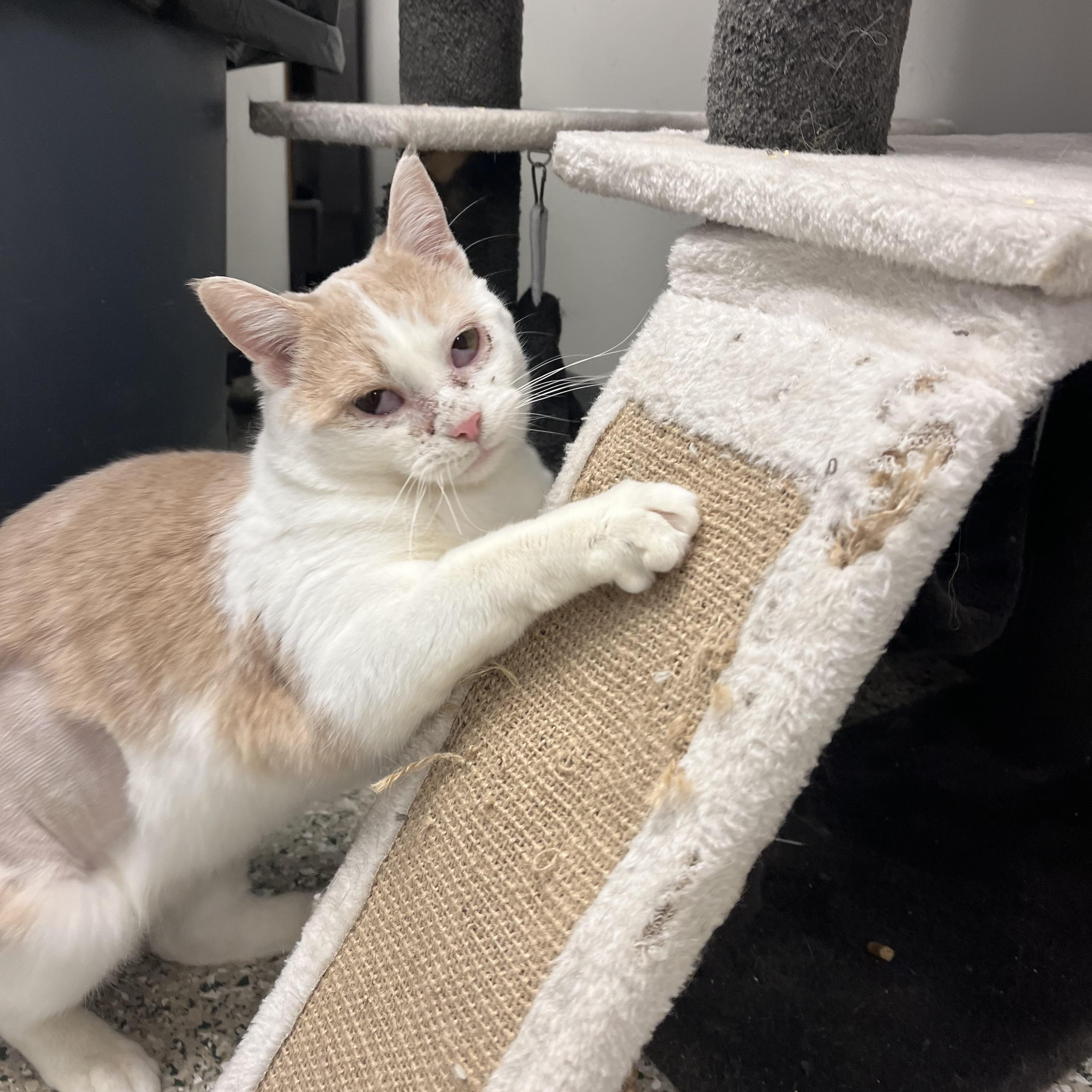 Enlarge Marnie, a Adoptable mixed breed in Cedar Rapids, IA image 1/3