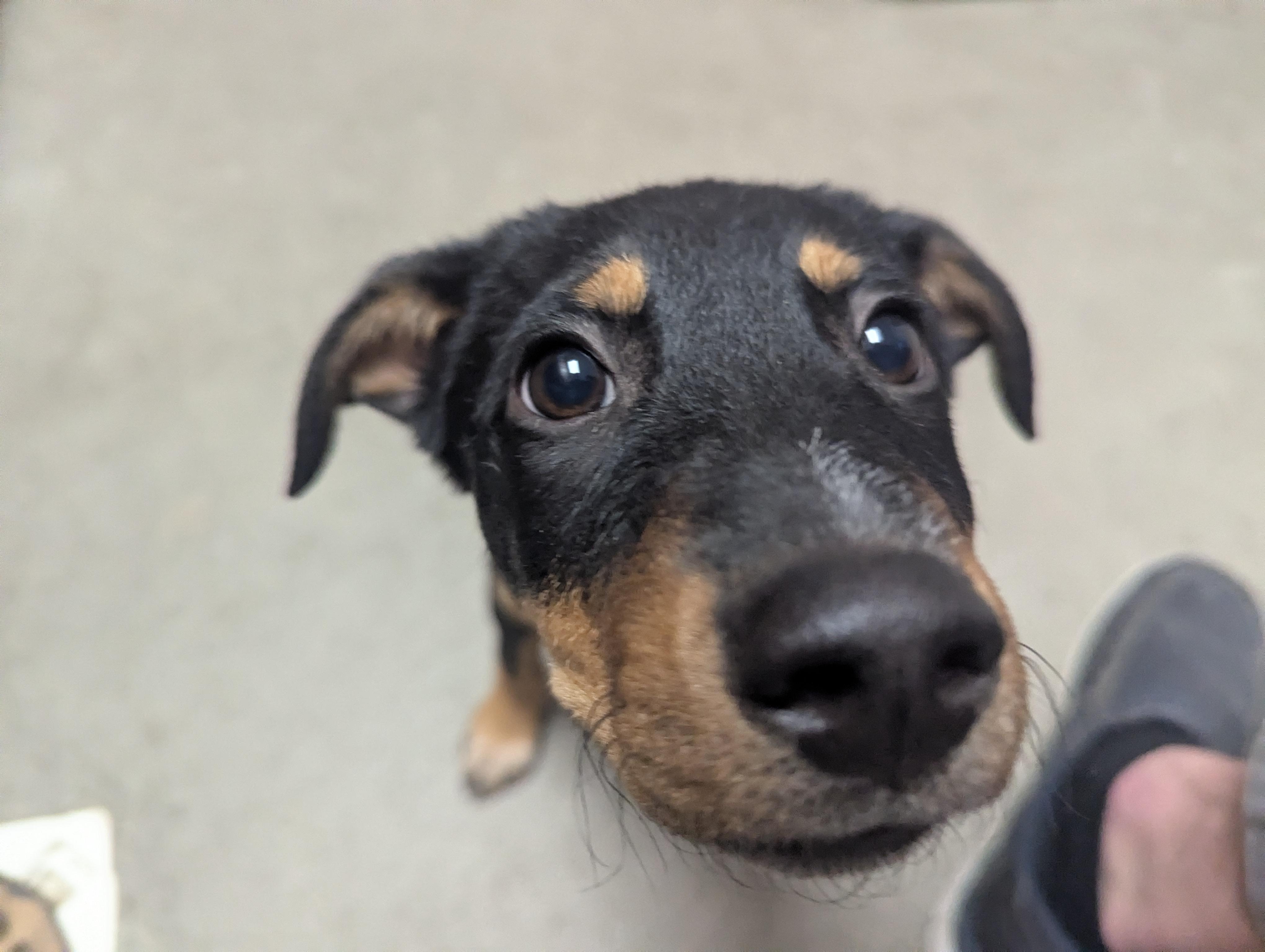 Pumpkin, ADOPTABLE, Young Female Miniature Dachshund.