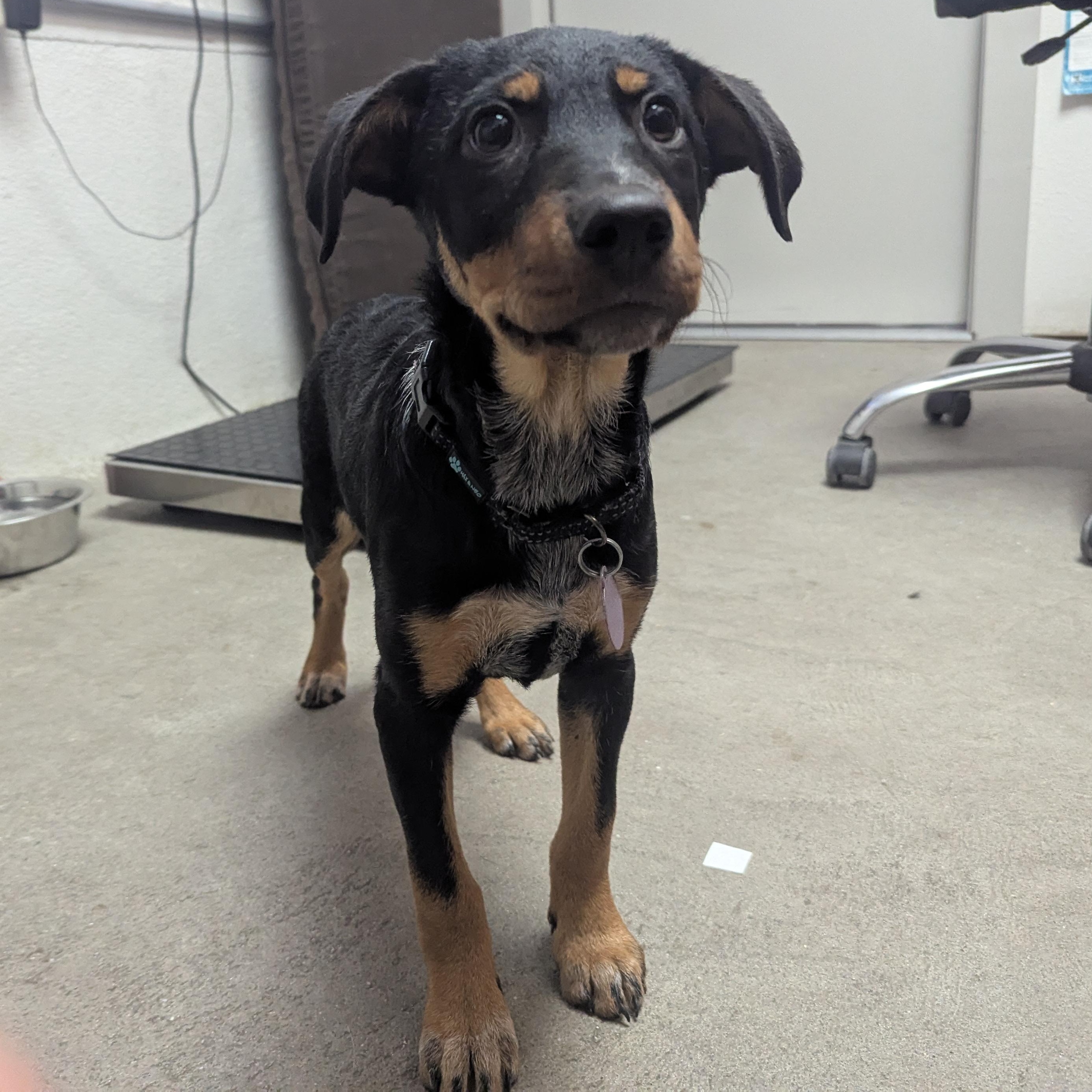 Pumpkin, a ADOPTABLE mixed breed in Buena Vista, CO image 2/3