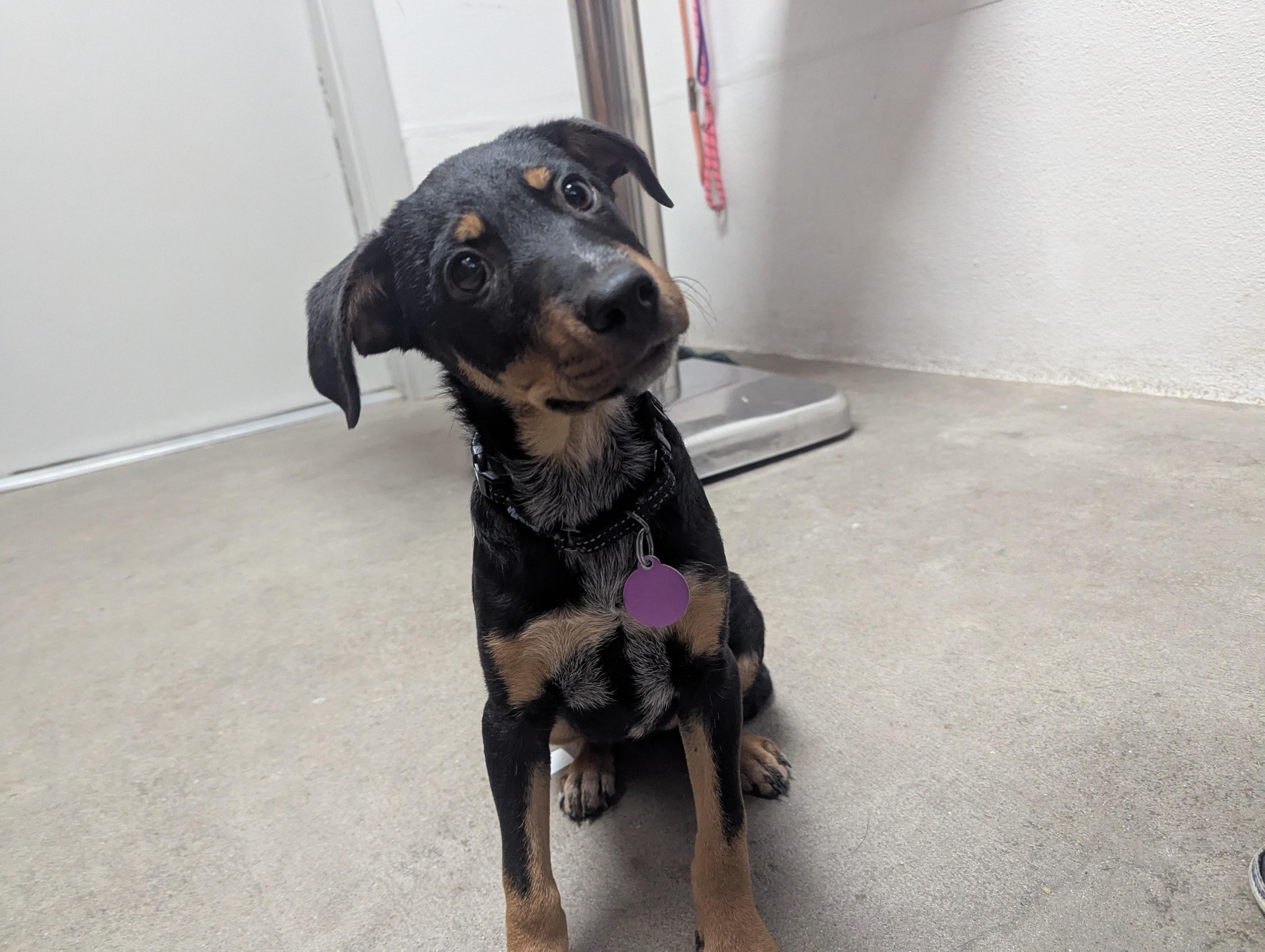 Pumpkin, a ADOPTABLE mixed breed in Buena Vista, CO image 3/3