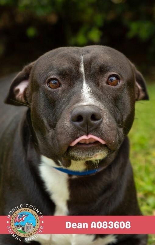 Dean, Adoptable, Adult Male Staffordshire Bull Terrier.