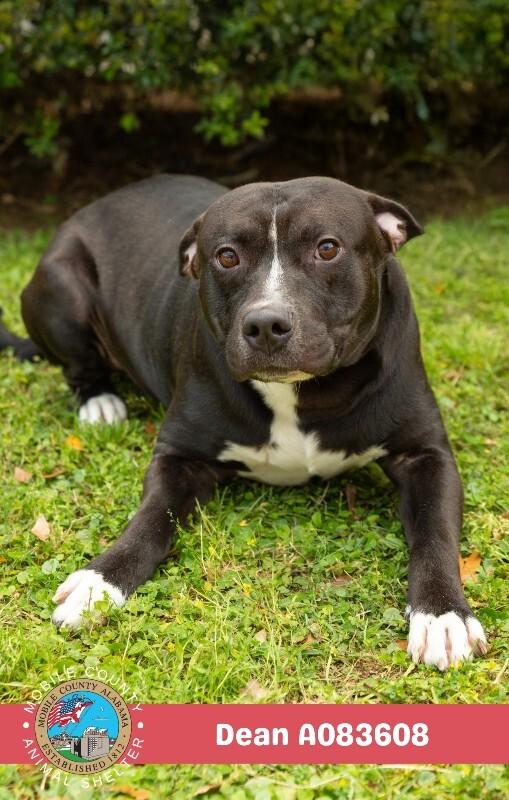 Dean, a Adoptable Staffordshire Bull Terrier in Mobile, AL image 2/2