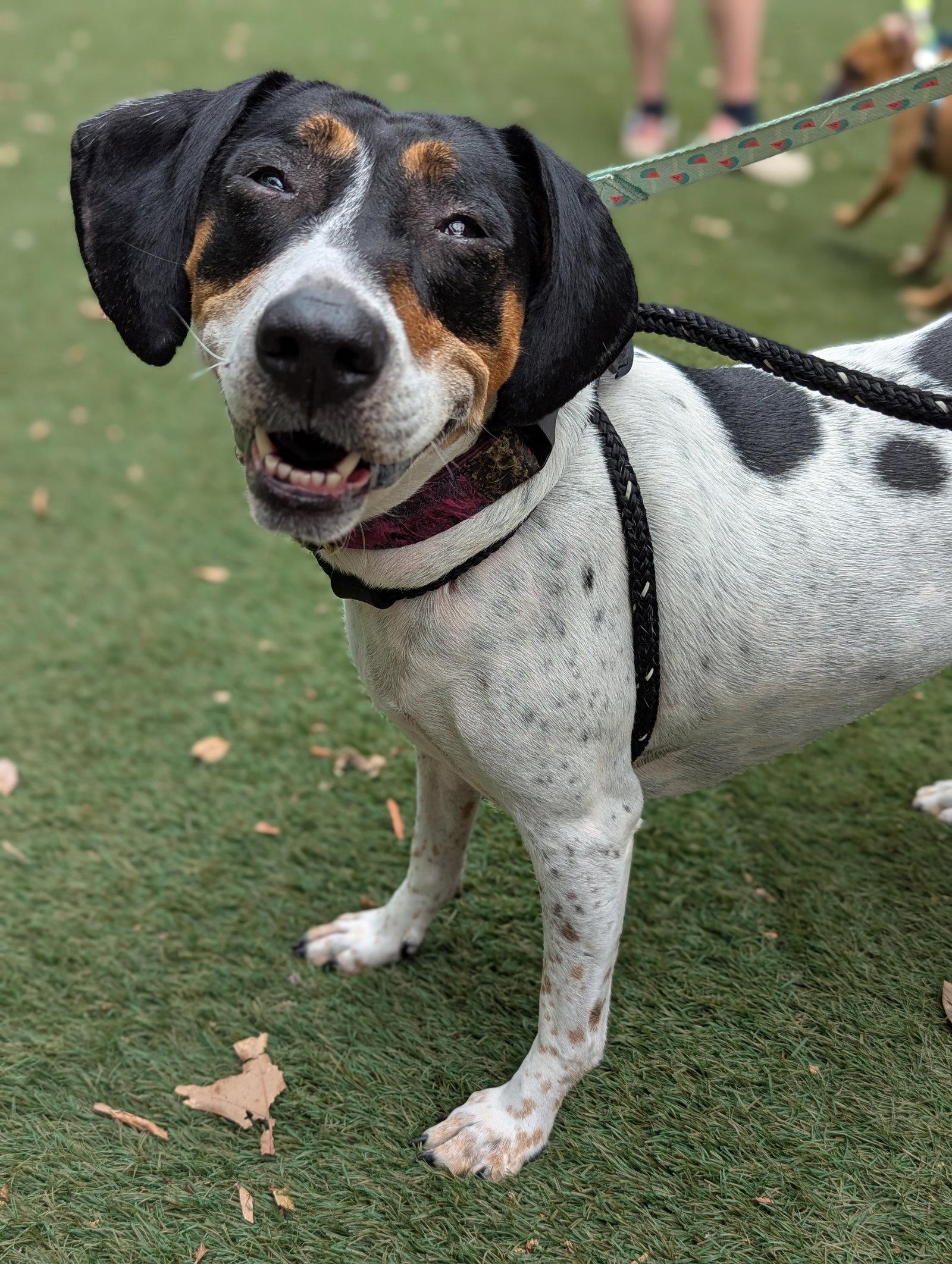 Enlarge Liliana, a Adoptable mixed breed in Holly Springs, NC image 2/3