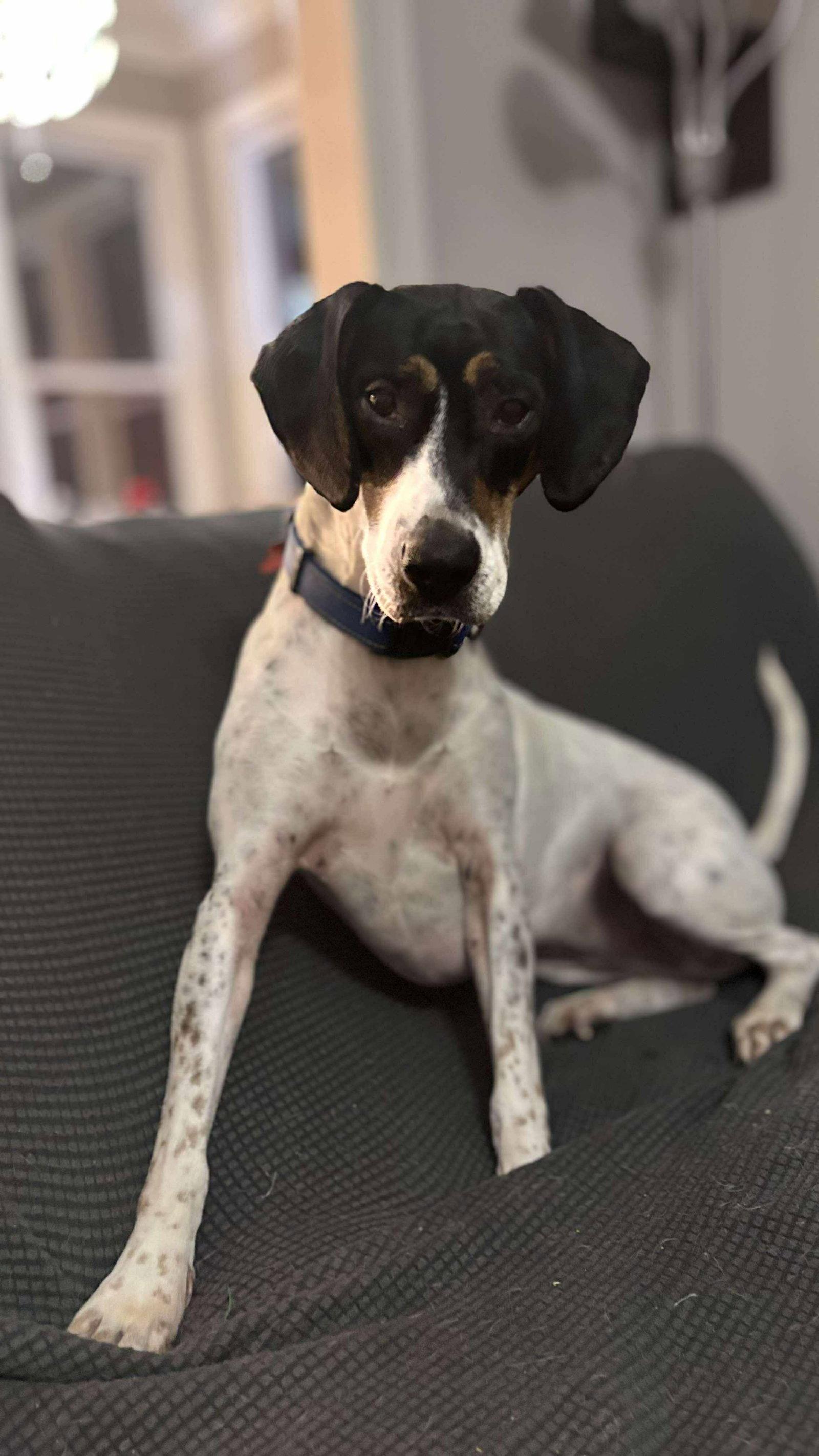 Enlarge Liliana, a Adoptable mixed breed in Holly Springs, NC image 3/3
