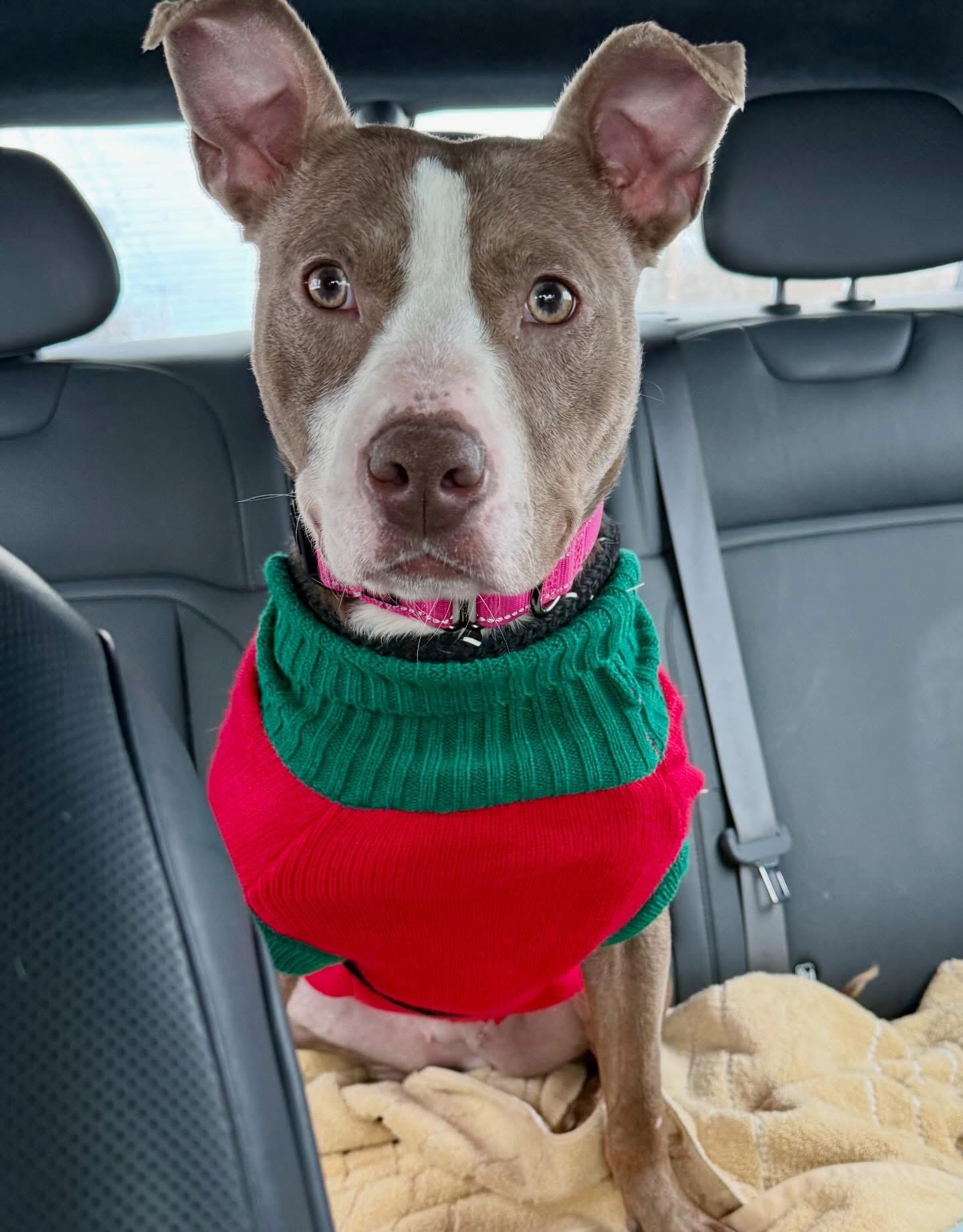 Cindy Lou, ADOPTABLE, Adult Female Terrier.