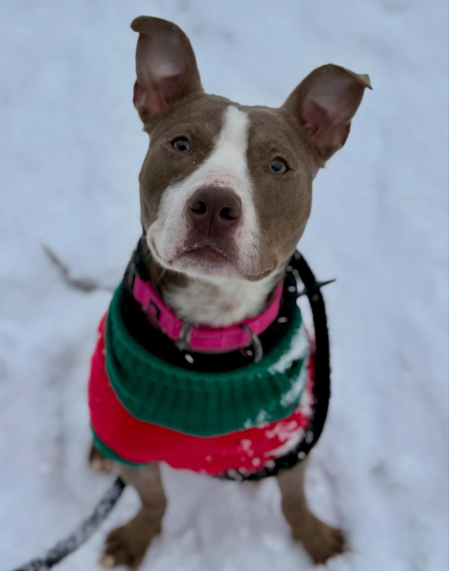 Enlarge Cindy Lou, a ADOPTABLE mixed breed in Jamesville, NY image 1/4
