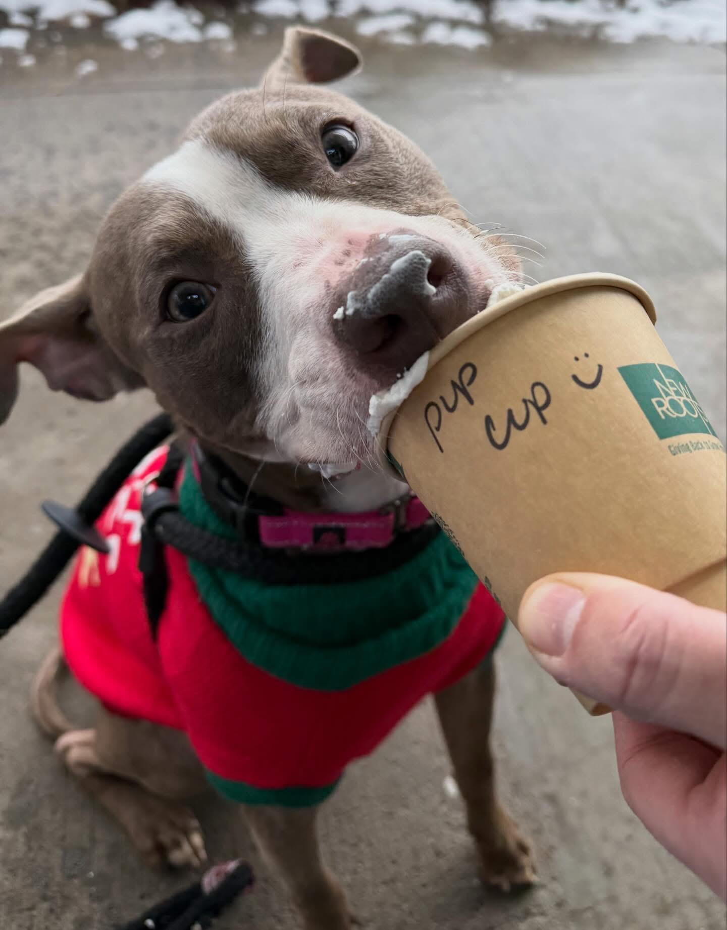 Enlarge Cindy Lou, a ADOPTABLE mixed breed in Jamesville, NY image 2/4