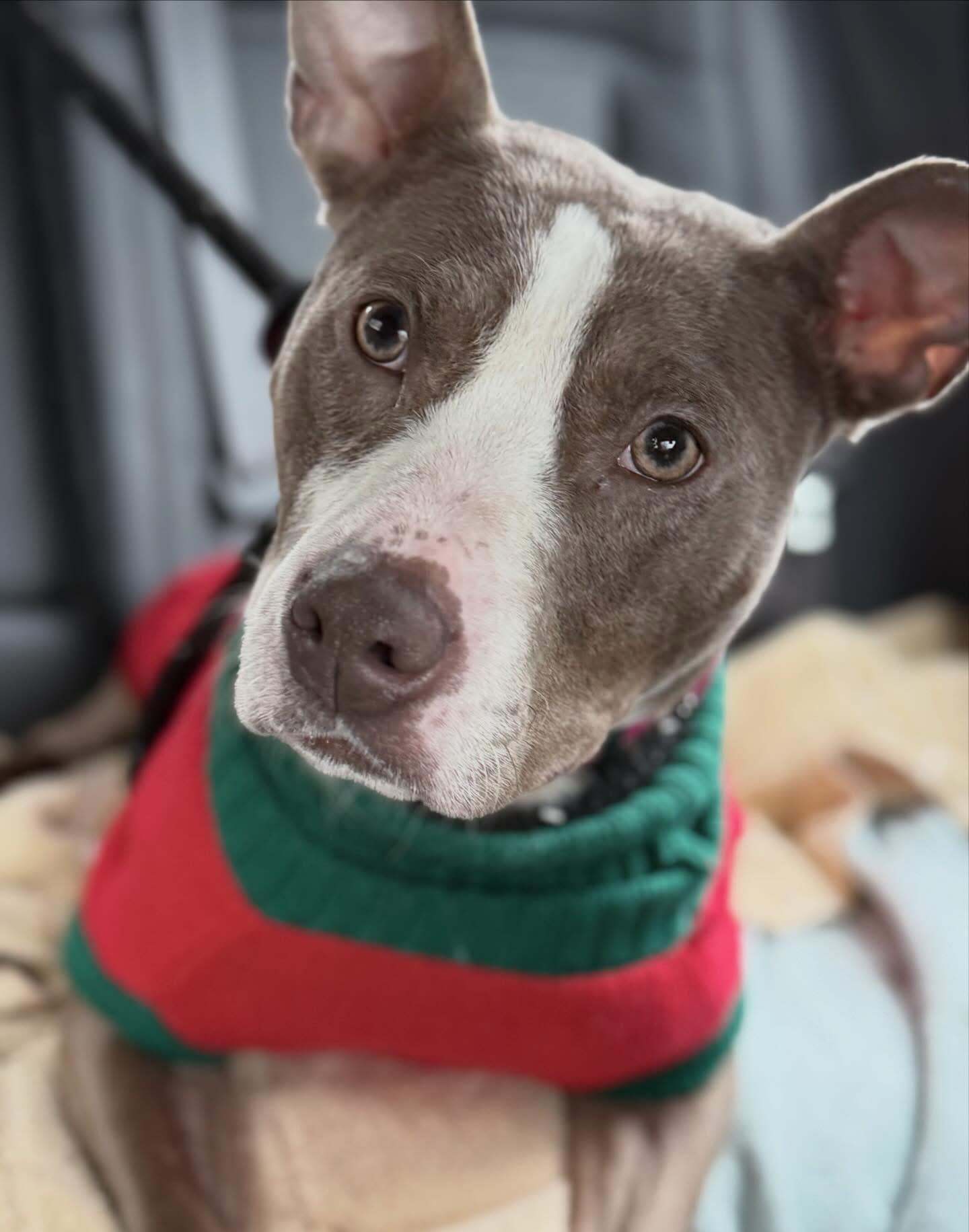 Enlarge Cindy Lou, a ADOPTABLE mixed breed in Jamesville, NY image 3/4