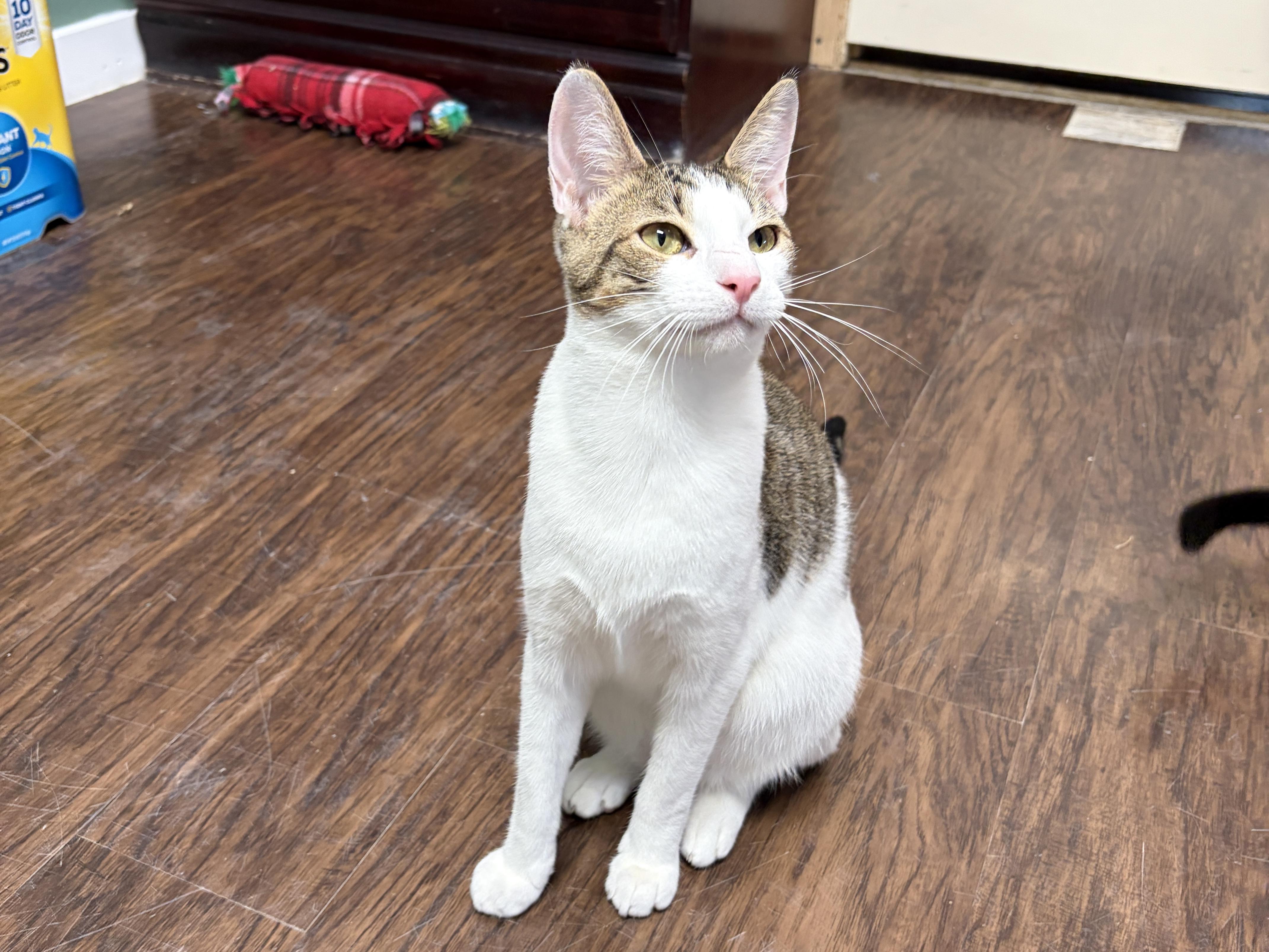 Amos, Adopted, Young Male American Shorthair.