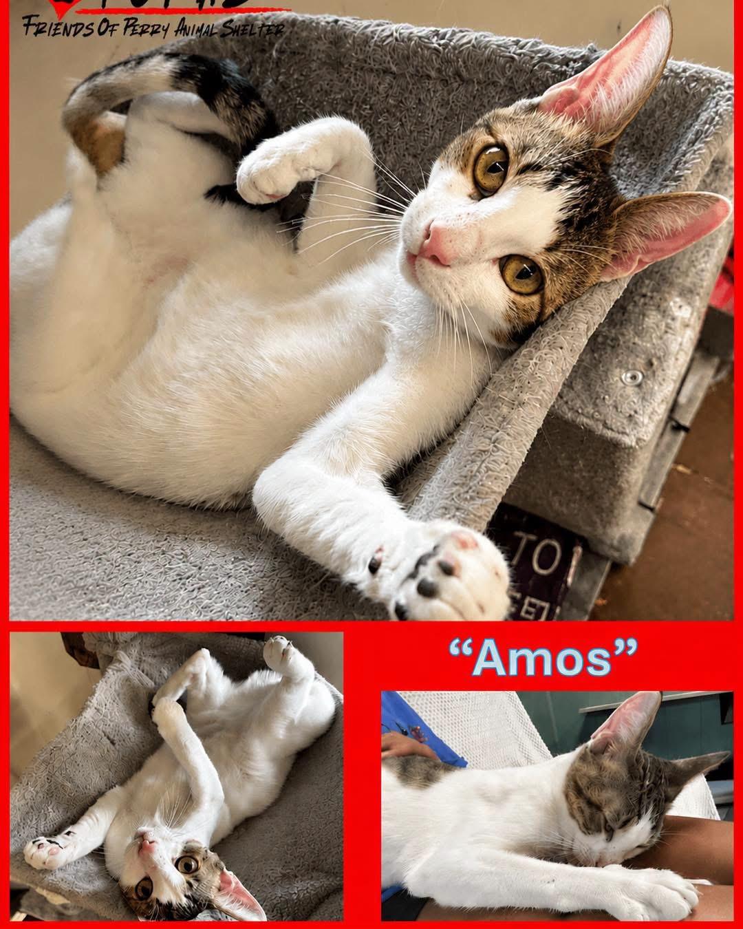 Enlarge Amos, a Adopted American Shorthair in Perry, GA image 2/2