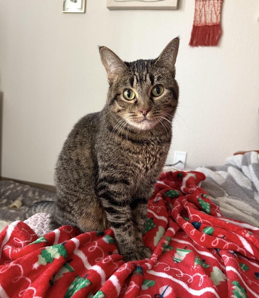 Clio, Adoptable, Adult Female Domestic Short Hair.
