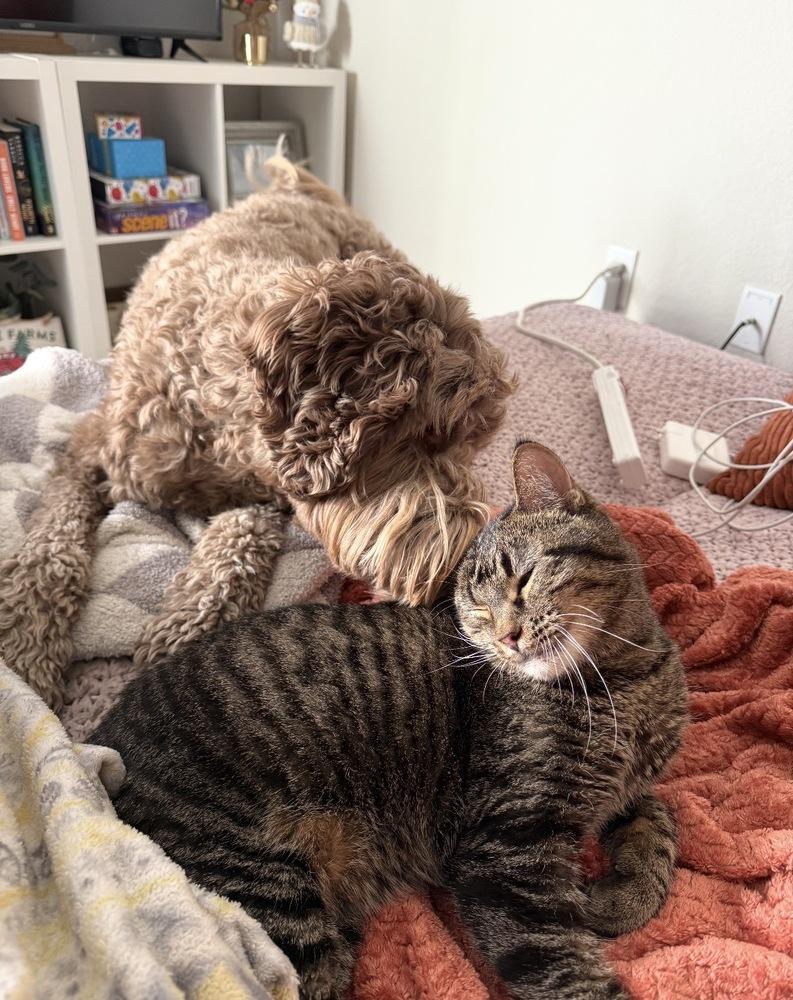Clio, a Adoptable Domestic Short Hair in Fort collins, CO image 2/6