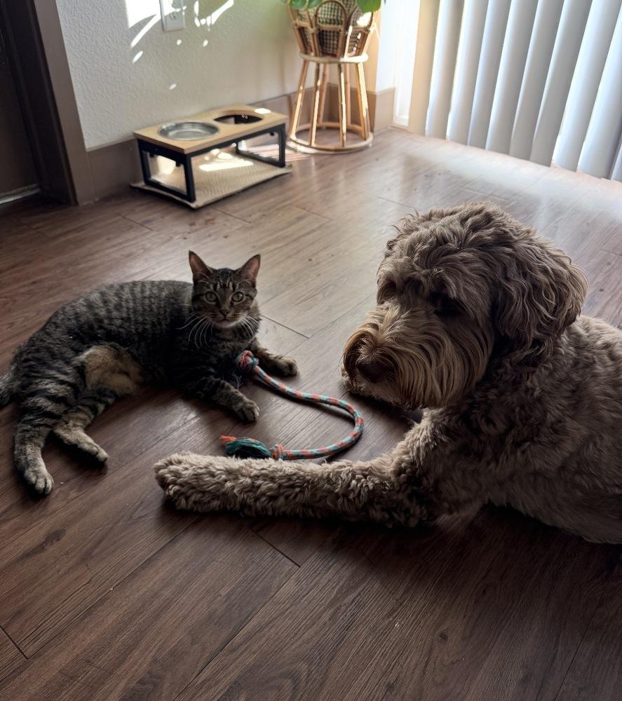 Clio, a Adoptable Domestic Short Hair in Fort collins, CO image 3/6