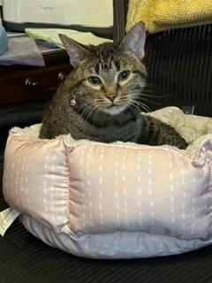 Clio, a Adoptable Domestic Short Hair in Fort collins, CO image 4/6