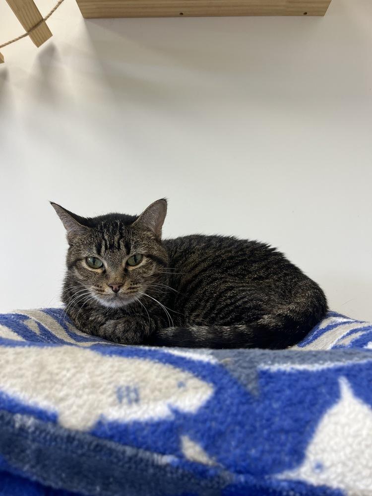 Clio, a Adoptable Domestic Short Hair in Fort collins, CO image 5/6