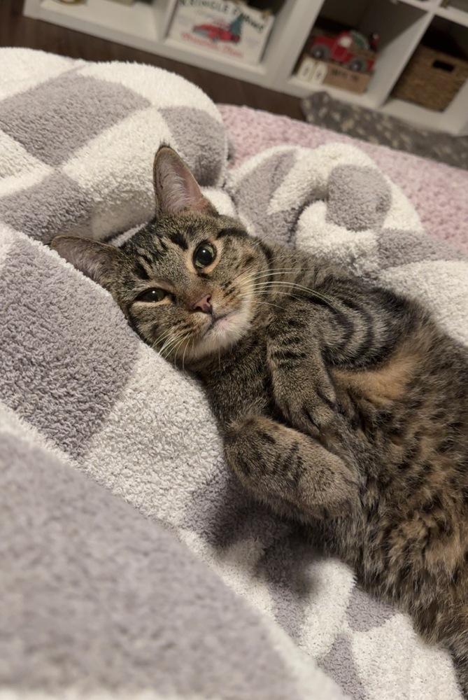 Clio, a Adoptable Domestic Short Hair in Fort collins, CO image 6/6