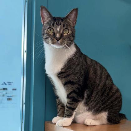 Tommy, a Adoptable mixed breed in Voorhees, NJ image 1/3