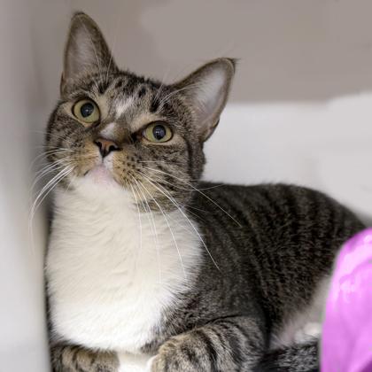 Tommy, a Adoptable mixed breed in Voorhees, NJ image 2/3