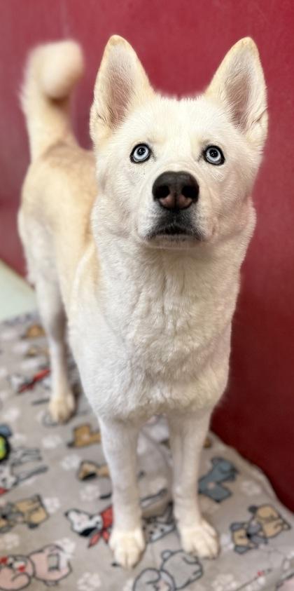 Miss, Adoptable, Adult Female Siberian Husky & Mixed Breed.