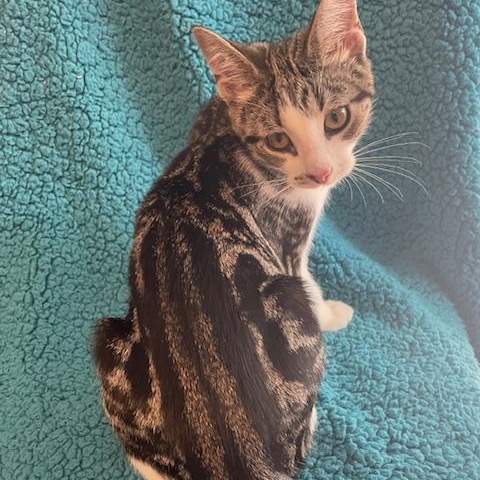 Clover GORGEOUS MARBLE MARKINGS!