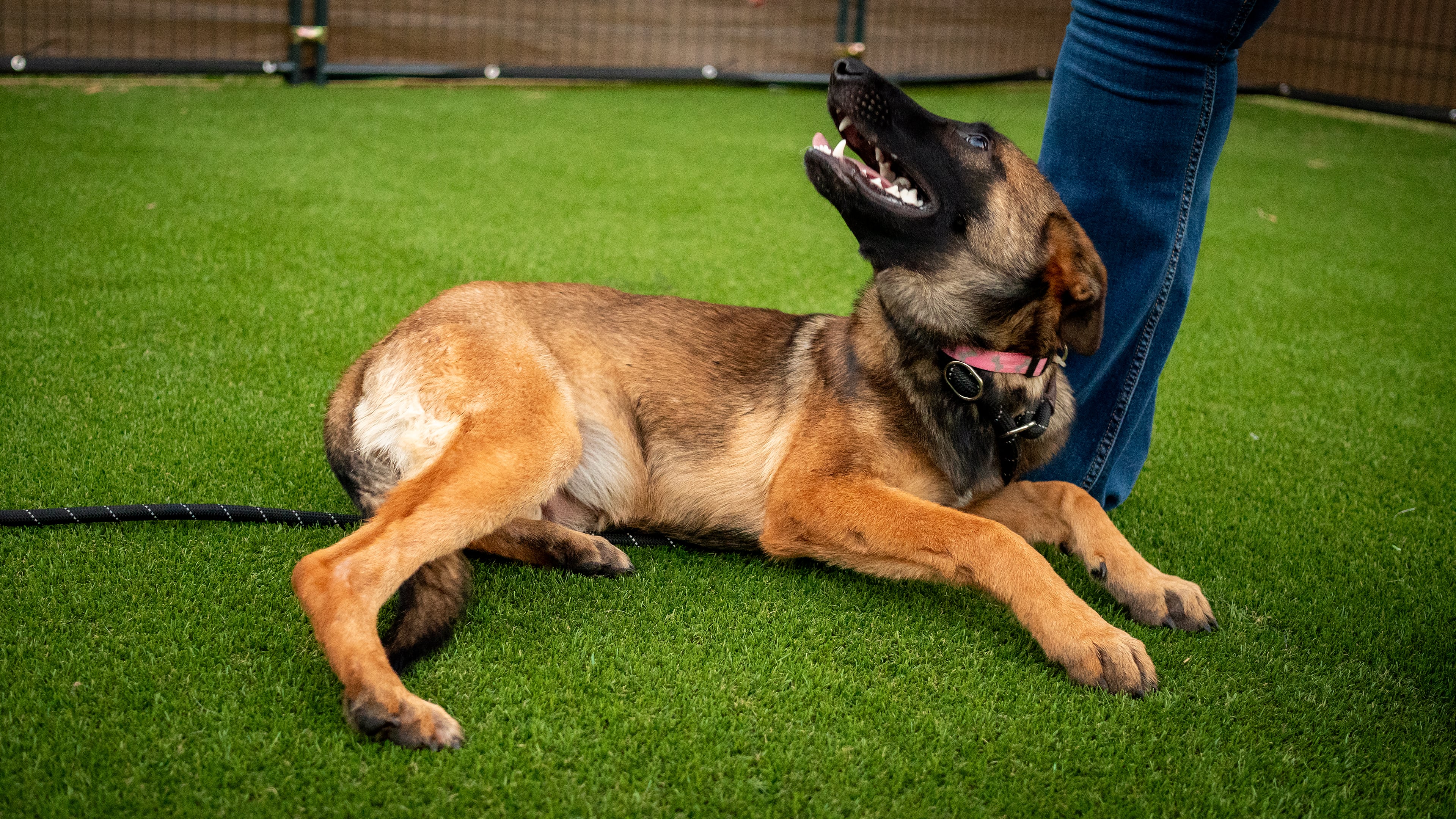 Billy The Kid "Kid", Adopted, Puppy Female Belgian Shepherd / Malinois.