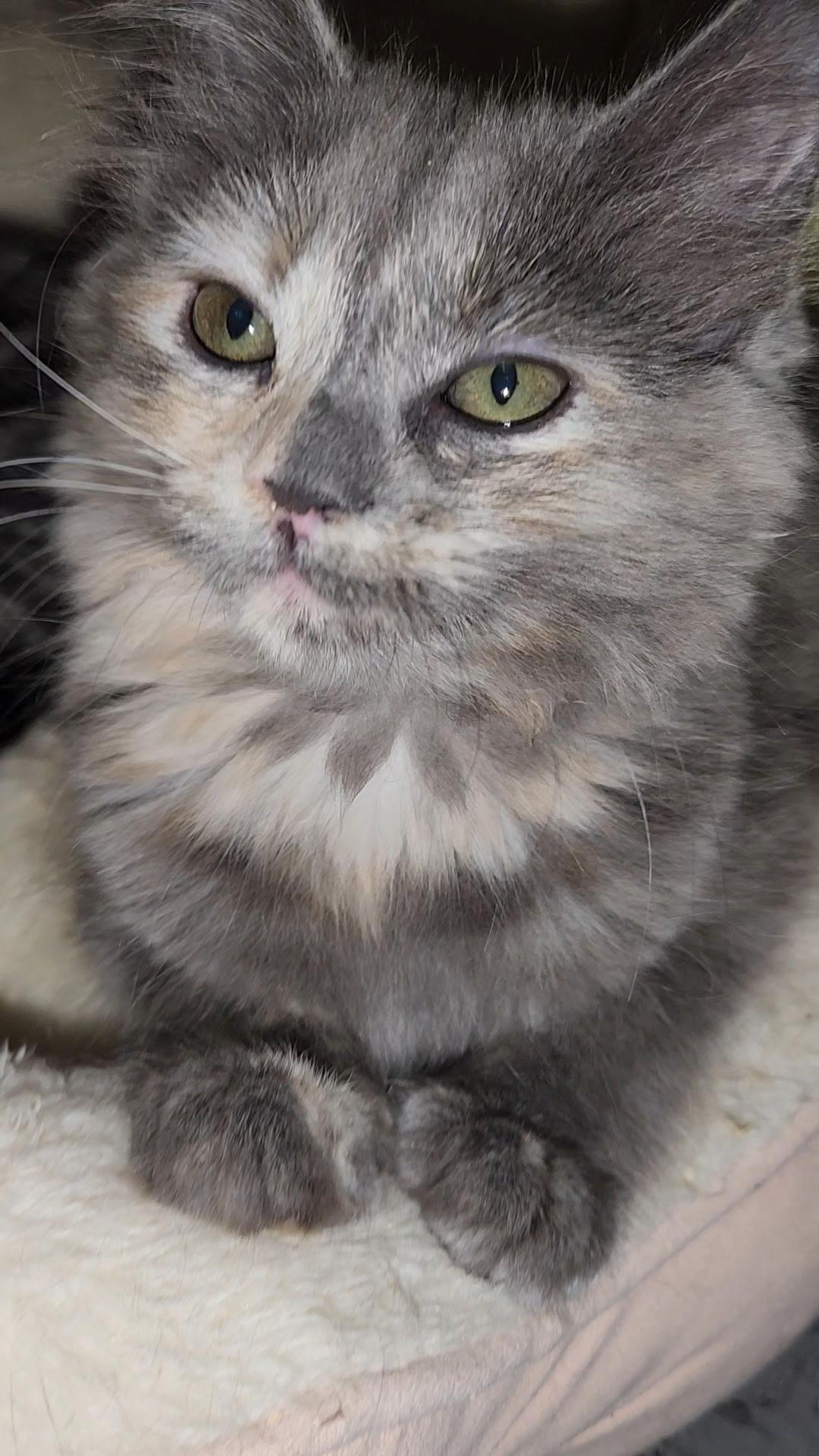 Maple, a Adoptable Domestic Short Hair in Gardnerville, NV image 2/2