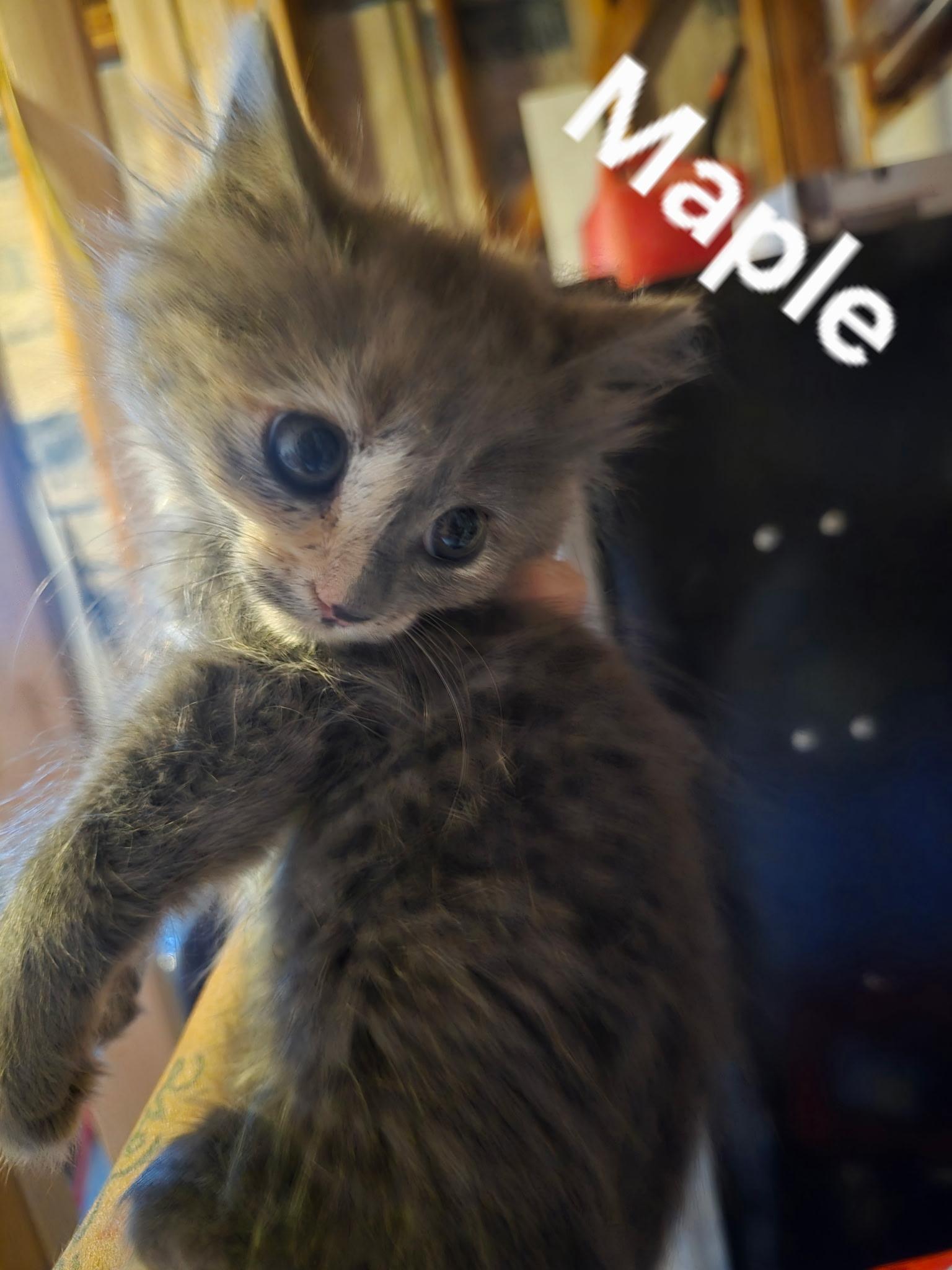 Maple, Adoptable, Kitten Female Domestic Short Hair.