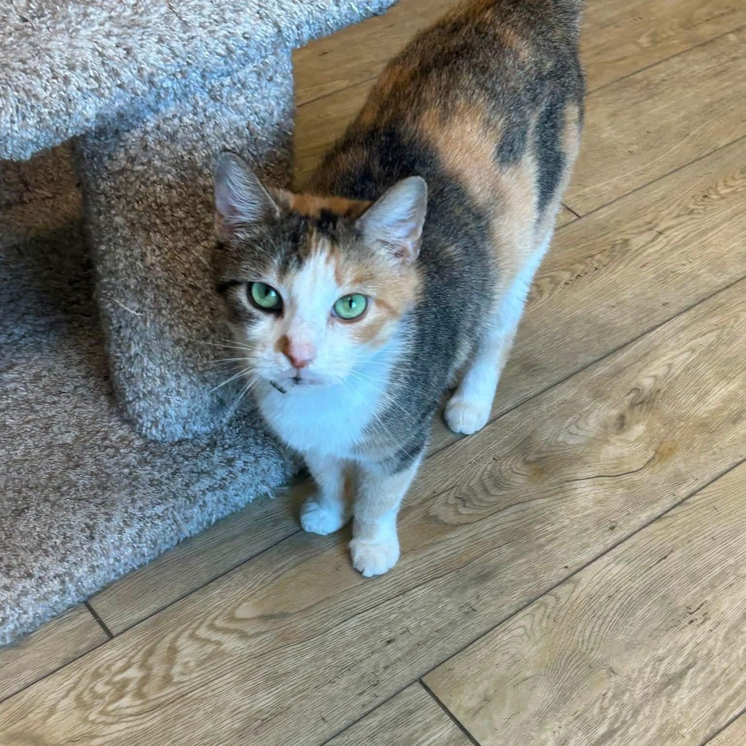 Pepper, Adoptable, Young Female Torbie.