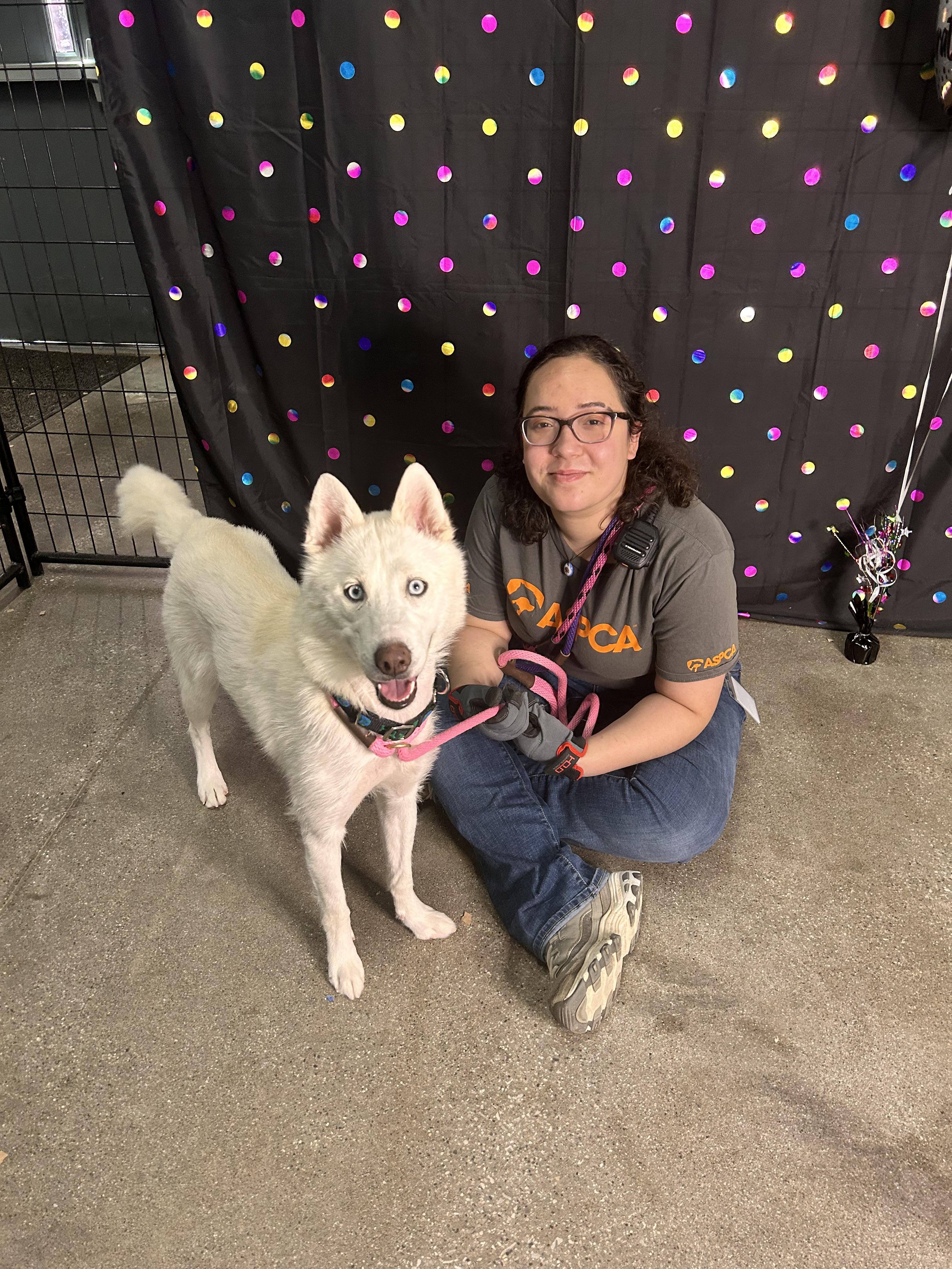 Earth, a ADOPTABLE Husky in Columbus, OH image 4/6