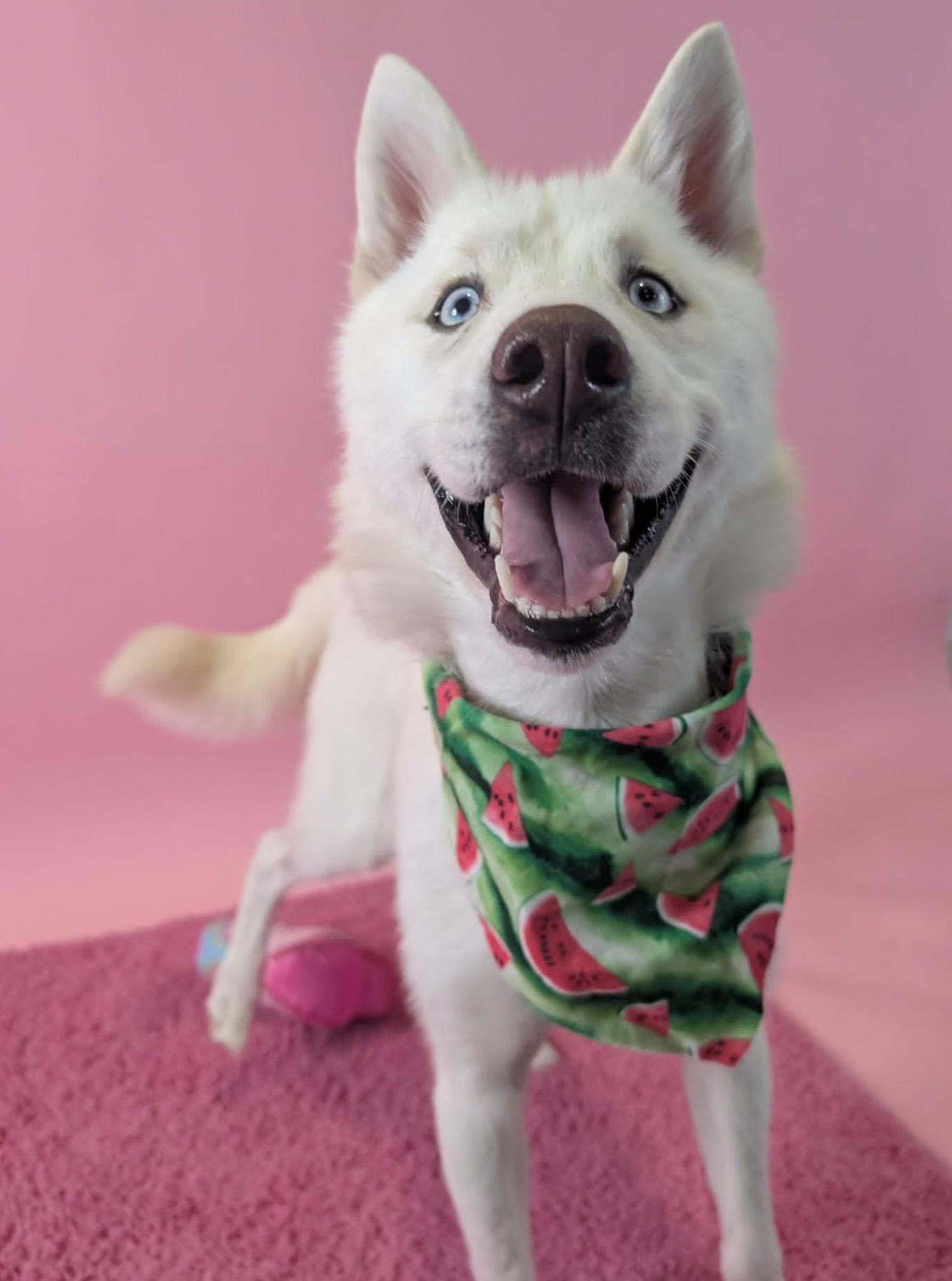 Earth, a ADOPTABLE Husky in Columbus, OH image 5/6