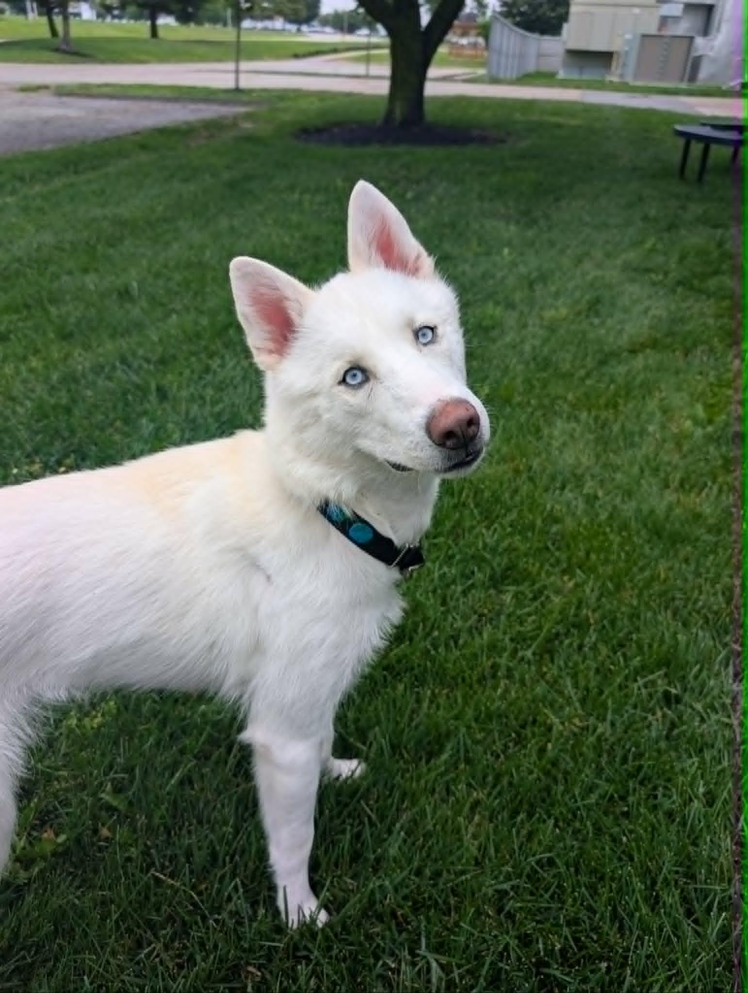 Earth, ADOPTABLE, Adult Female Husky.