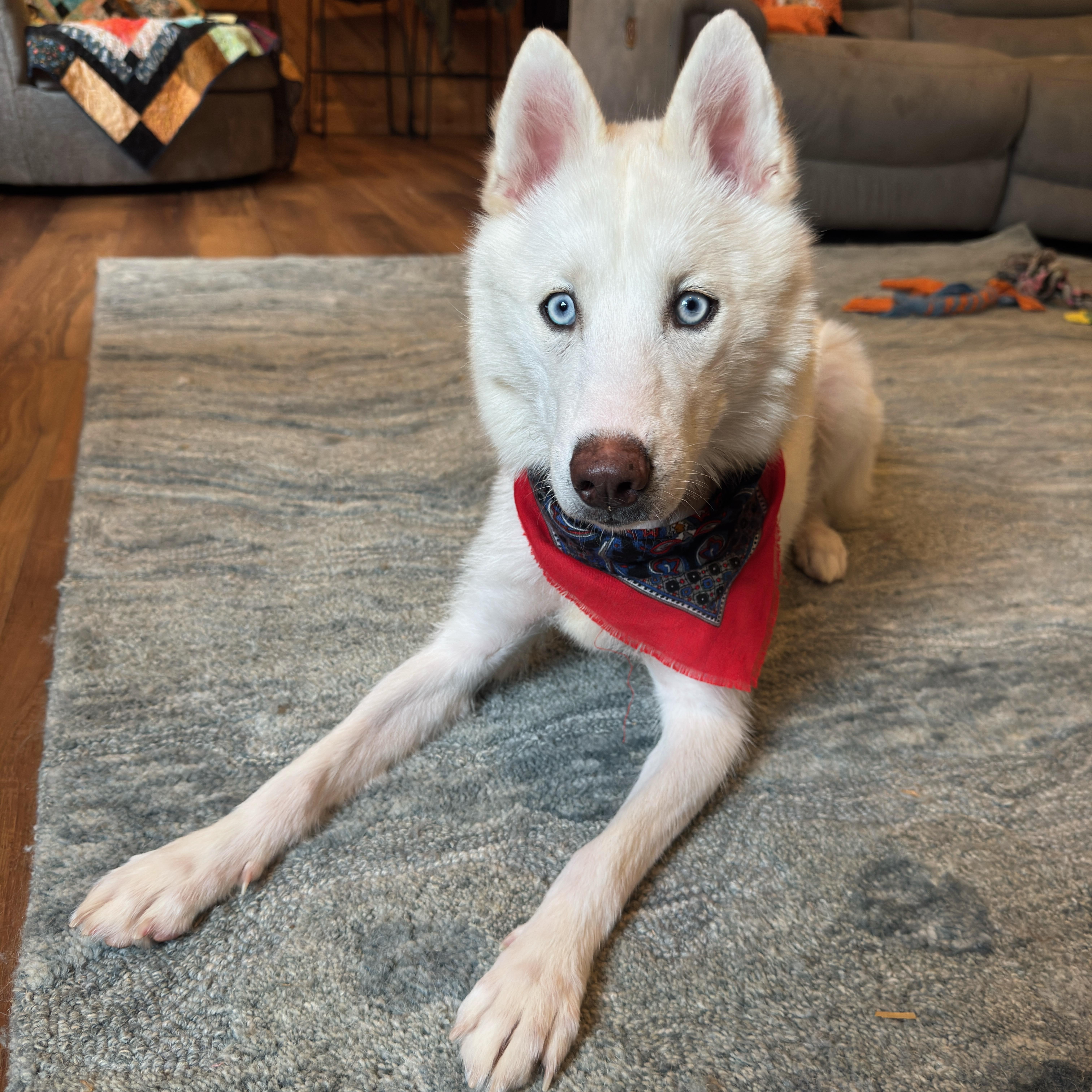 Earth, a ADOPTABLE Husky in Columbus, OH image 6/6