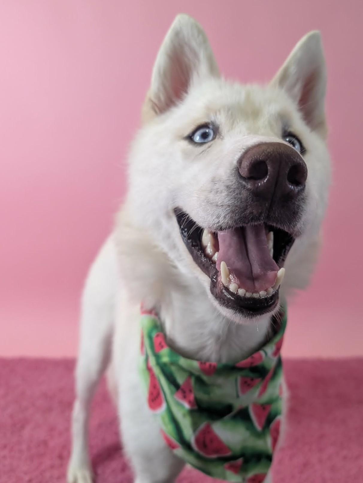 Earth, a ADOPTABLE Husky in Columbus, OH image 2/6