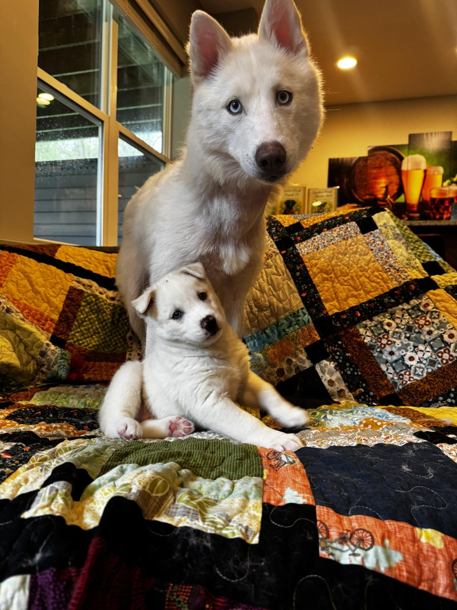 Earth, a ADOPTABLE Husky in Columbus, OH image 3/6