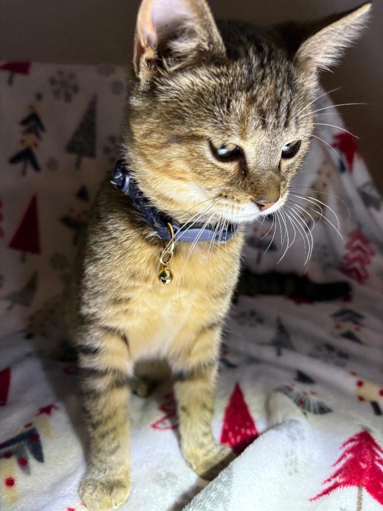 Enlarge Luna, a Adoptable mixed breed in Wauchula, FL image 1/1