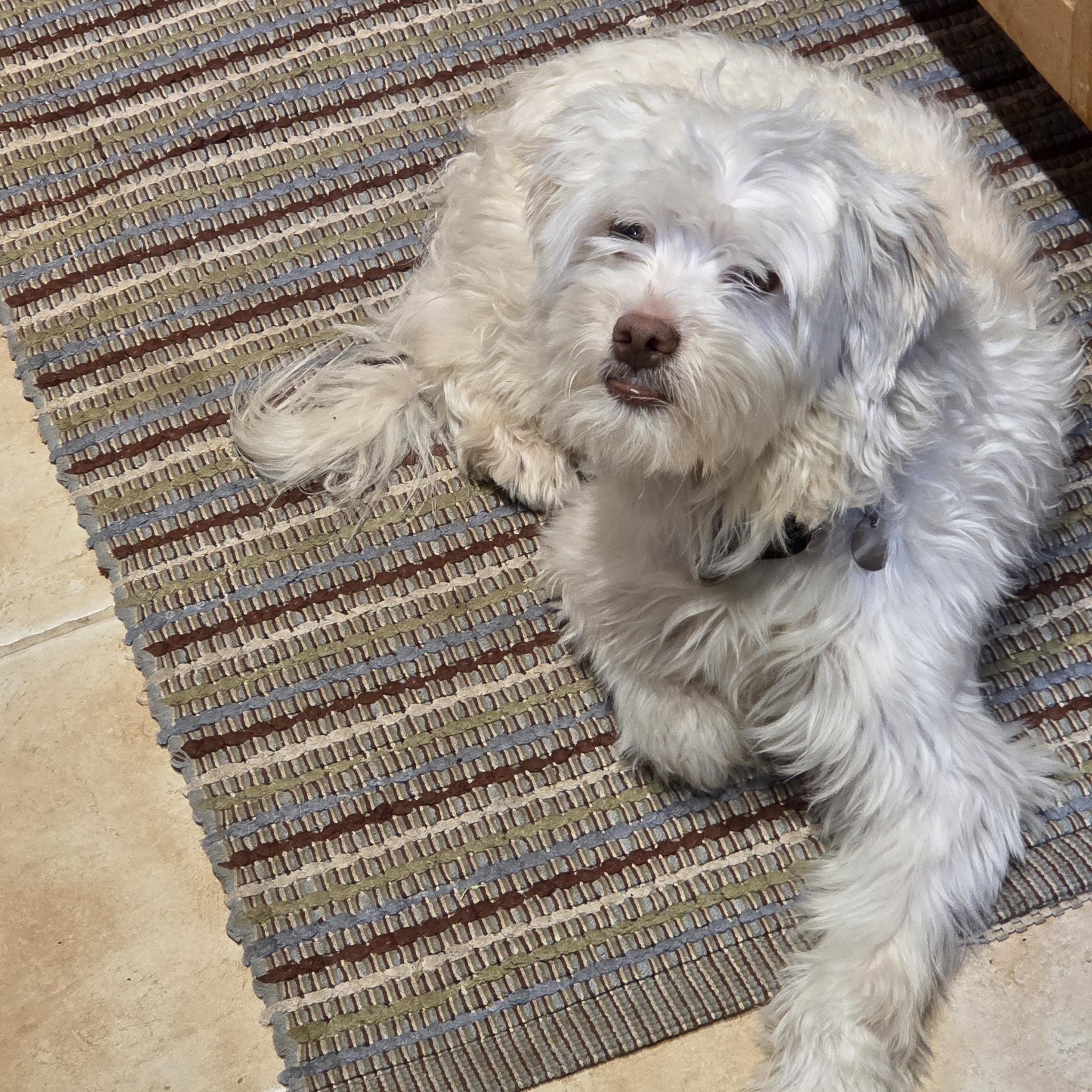 Enlarge Lazio, a ADOPTABLE mixed breed in Chicago, IL image 3/4