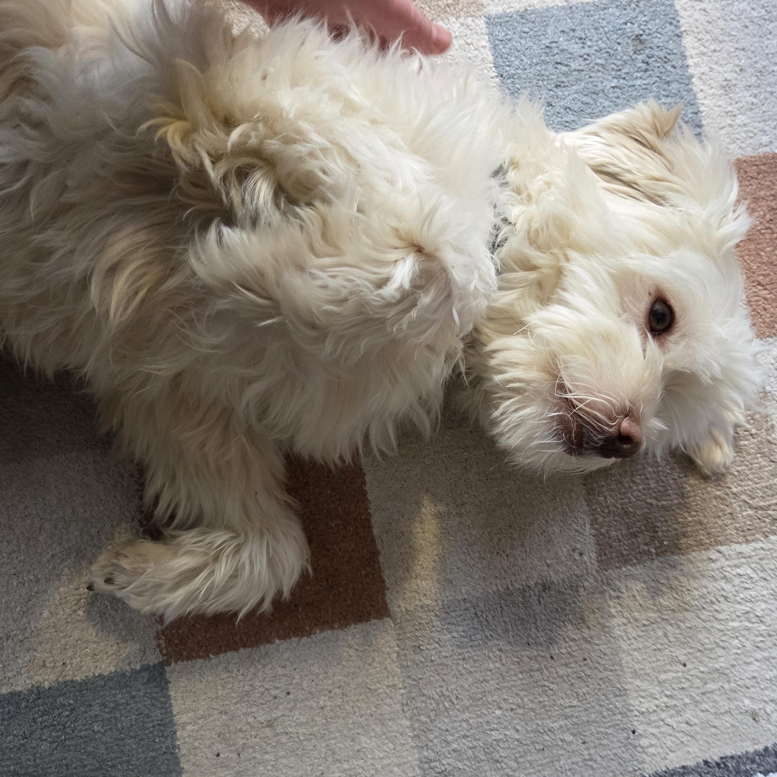 Enlarge Lazio, a ADOPTABLE mixed breed in Chicago, IL image 4/4