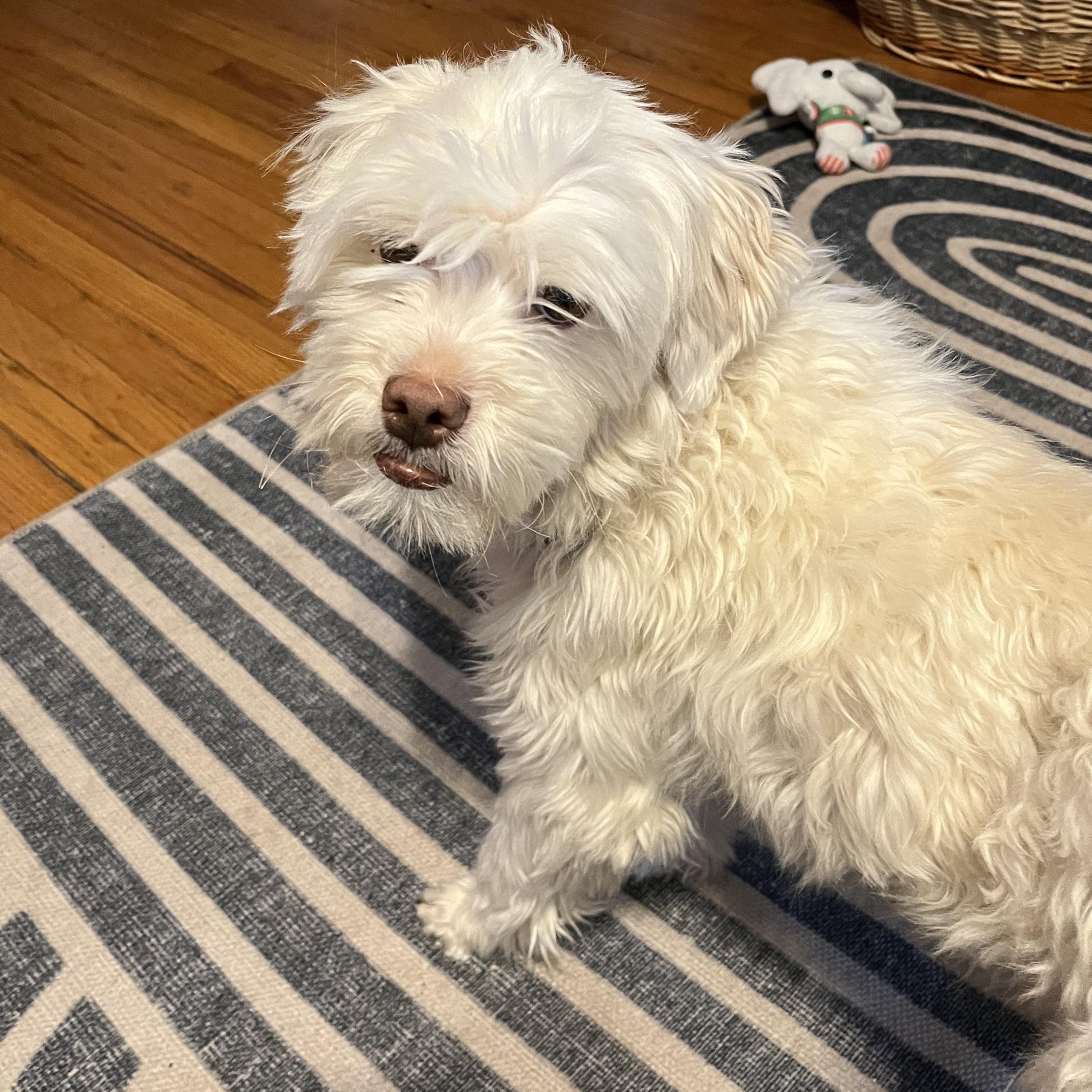 Enlarge Lazio, a ADOPTABLE mixed breed in Chicago, IL image 1/4