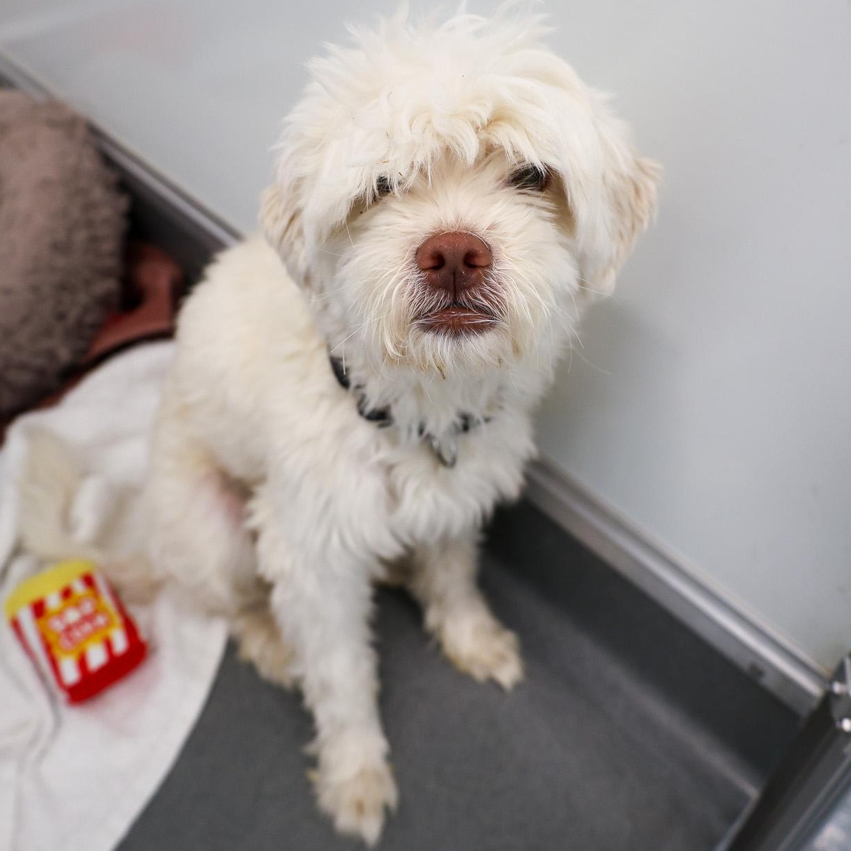 Enlarge Lazio, a ADOPTABLE mixed breed in Chicago, IL image 2/4